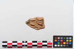 Foto von Tierzahn (NHMW-PRAE-024271)